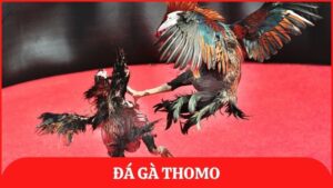 đá gà thomo