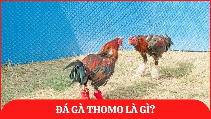 Đá gà Thomo là hình thức đá gà nổi tiếng của Campuchia