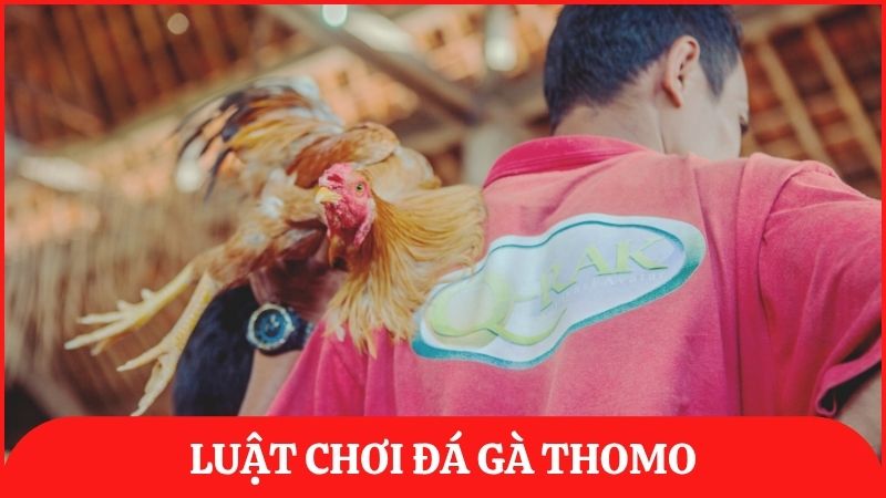 Hướng dẫn chi tiết về luật chơi chọi gà Thomo cho người mới gia nhập